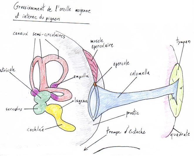 oreille du pigeon